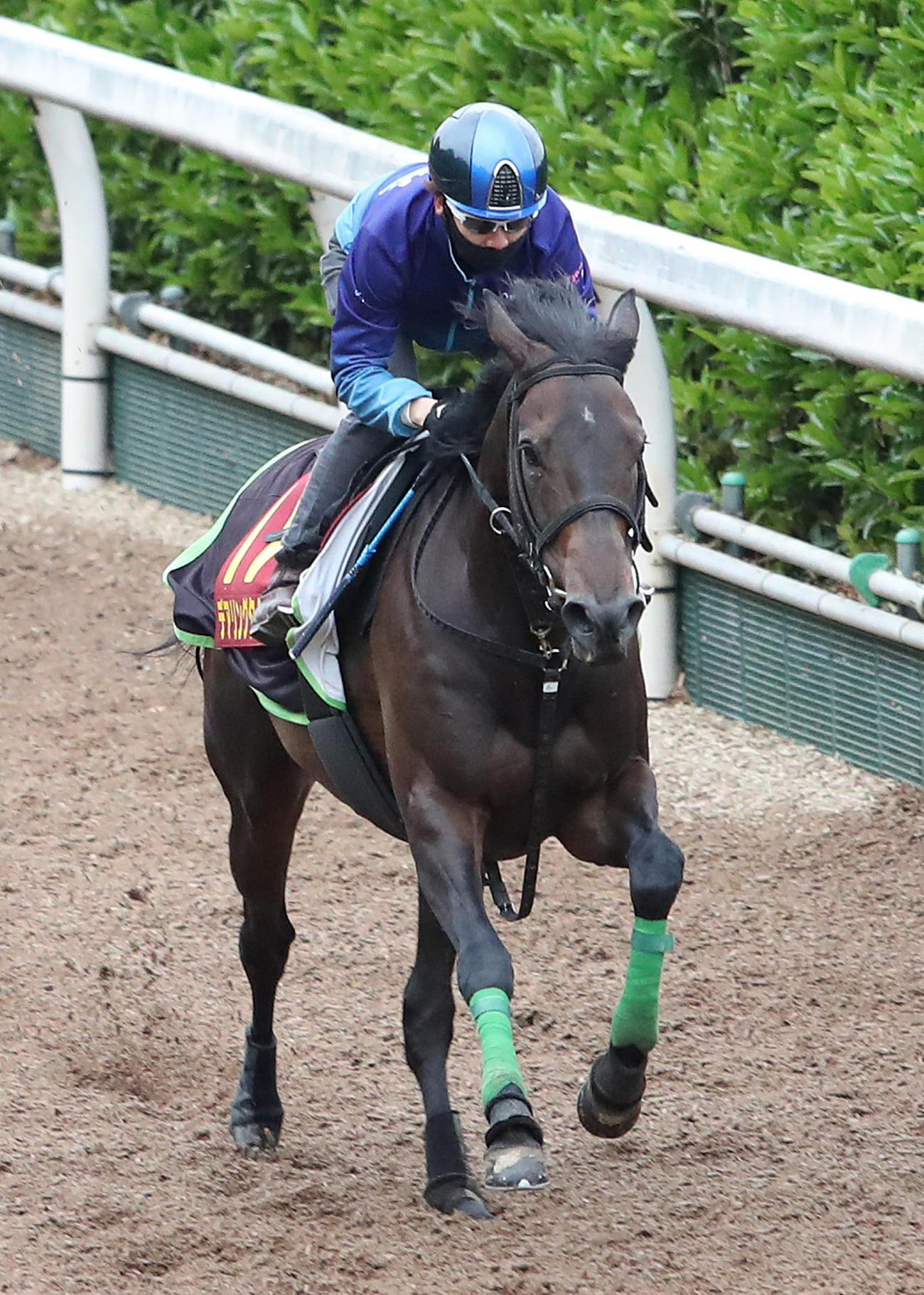 松山騎手を背に坂路を単走で追い切るデアリングタクト（撮影・白石智彦）