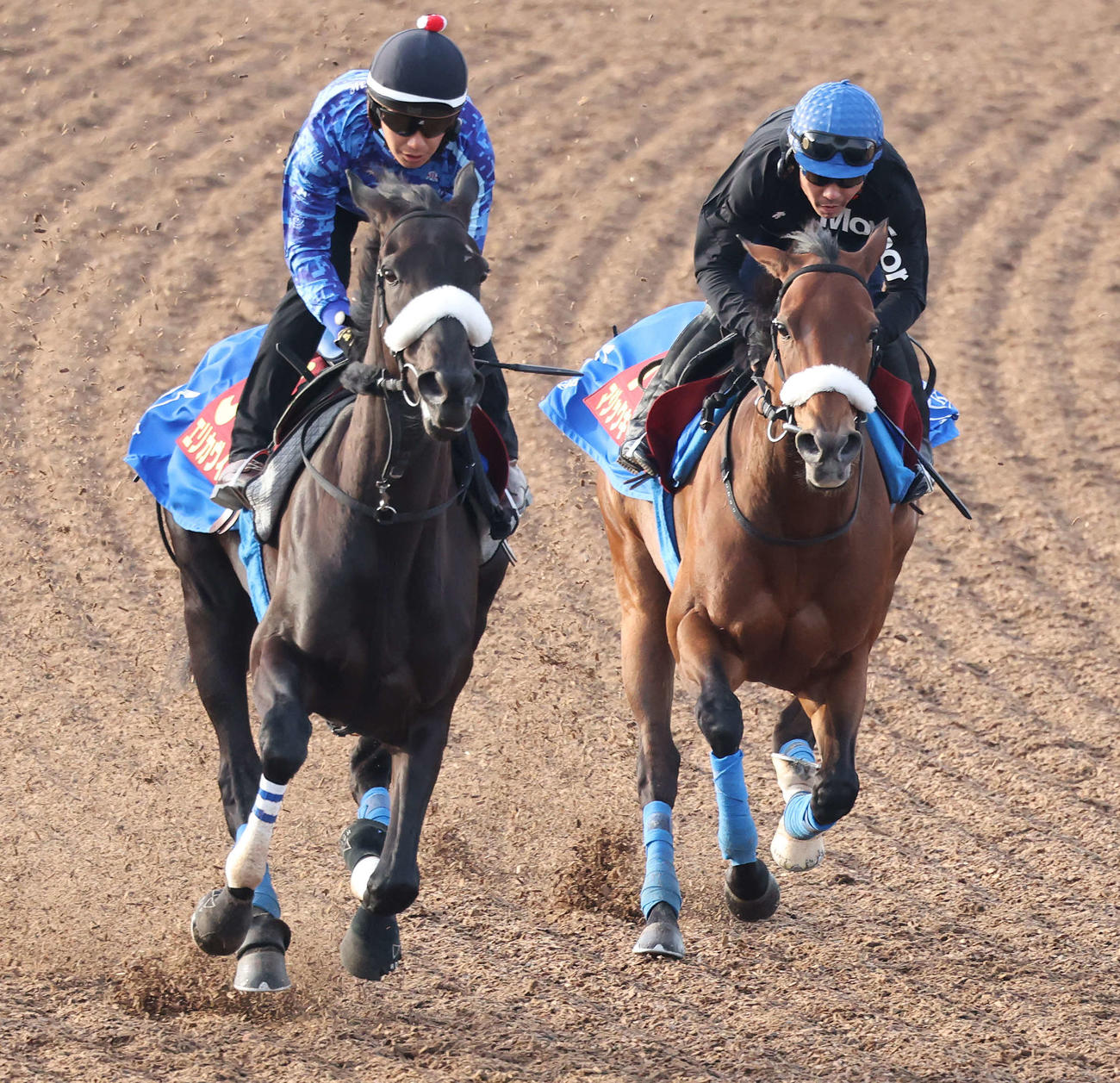 マジックキャッスル（右）は美浦ウッドでエリカヴィータと併せて追い切られた（撮影・丹羽敏通）