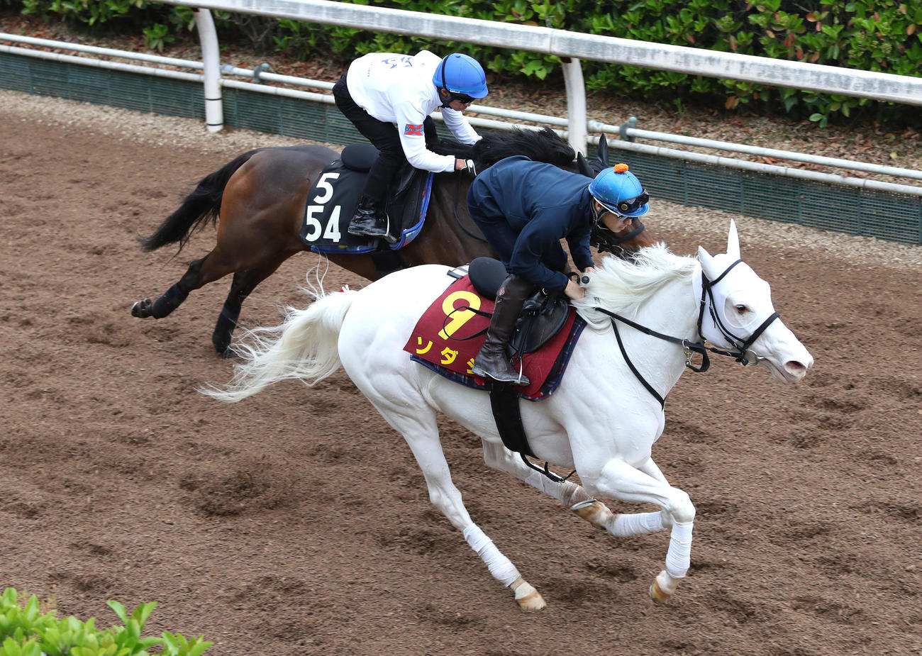 ソダシ（手前）は吉田隼騎手を背に坂路でショウナンナダルと併せ馬で追い切られた（撮影・白石智彦）