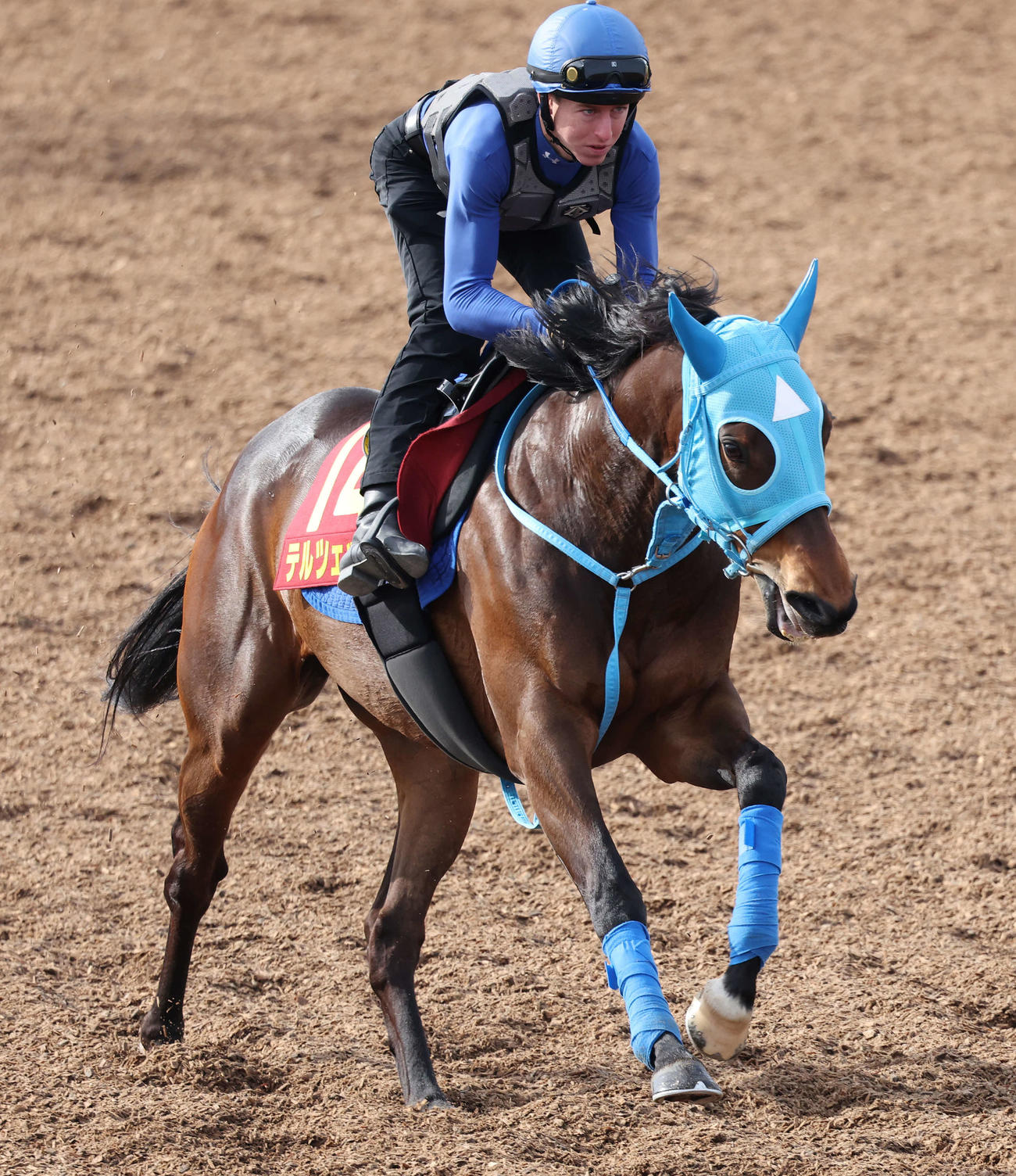 テルツェットはレーン騎手を背に美浦ウッドで追い切られた（撮影・丹羽敏通）