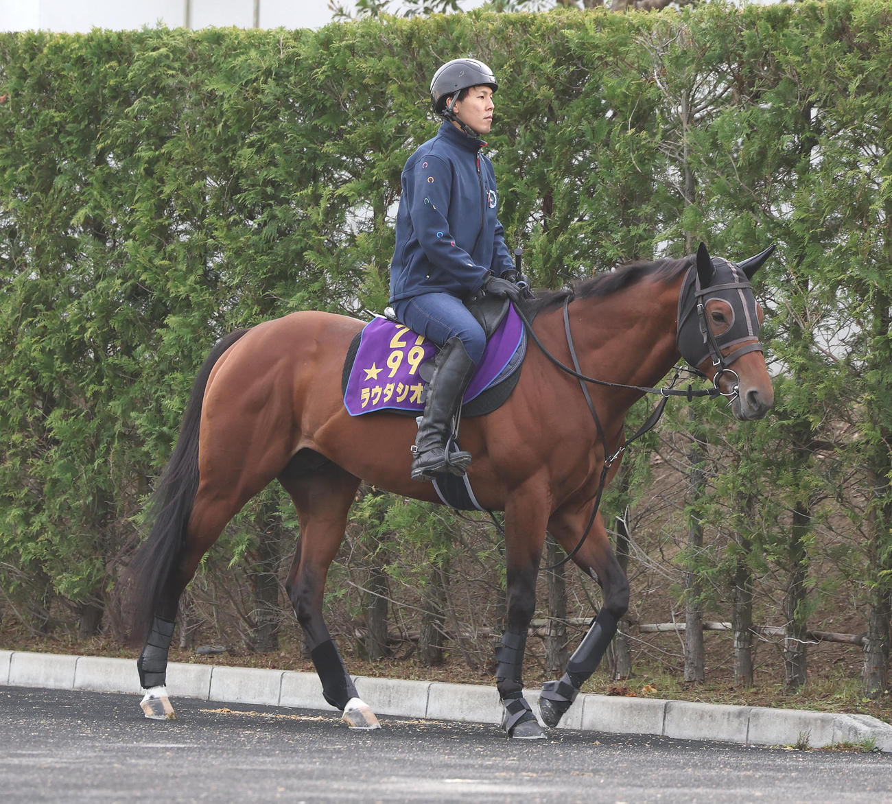 厩舎周りで運動するラウダシオン（撮影・白石智彦）