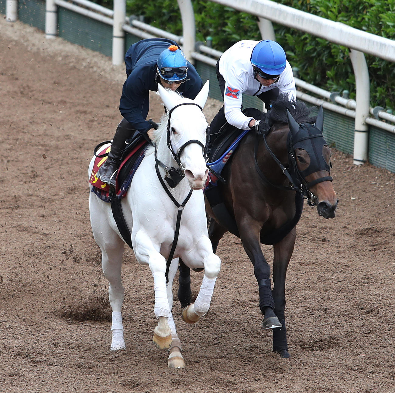 吉田隼騎手を背に坂路をショウナンナダル（右）と併せ馬で追い切るソダシ（撮影・白石智彦）