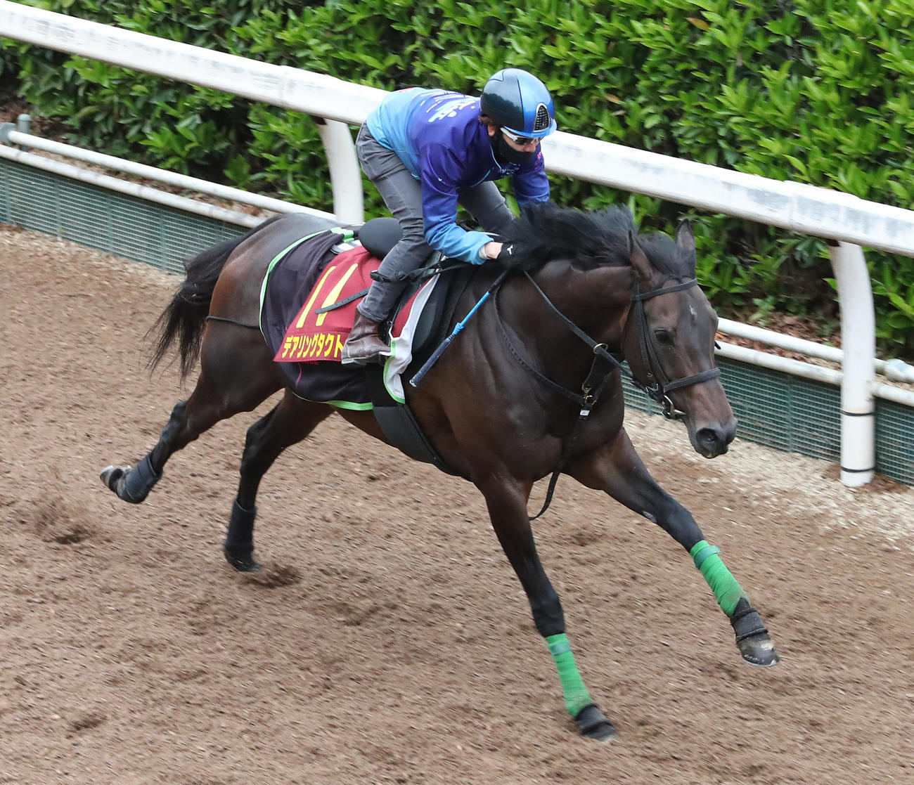 松山騎手を背に坂路を単走で追い切るデアリングタクト（撮影・白石智彦）