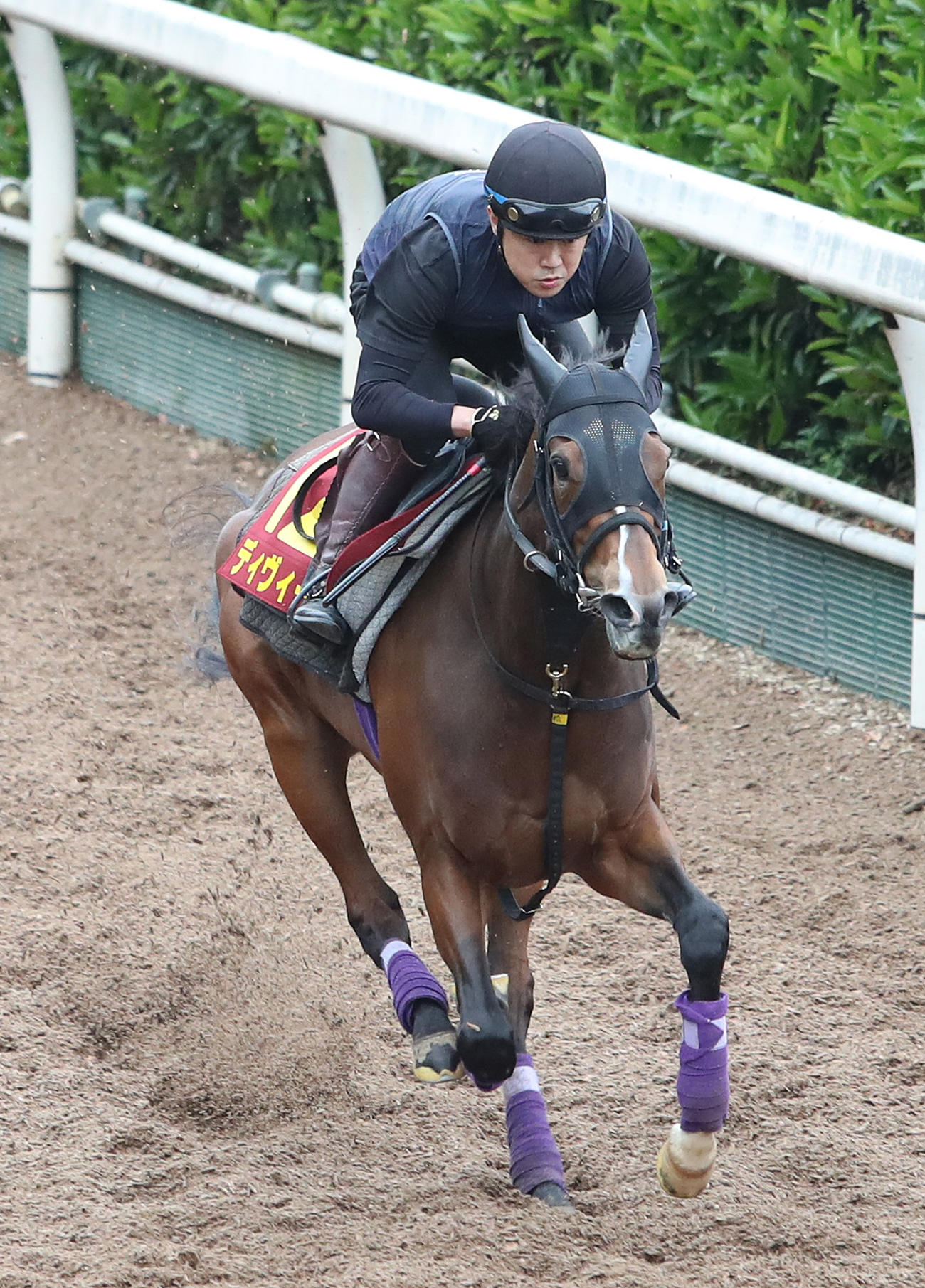 坂路を単走で追い切るディヴィーナ（撮影・白石智彦）