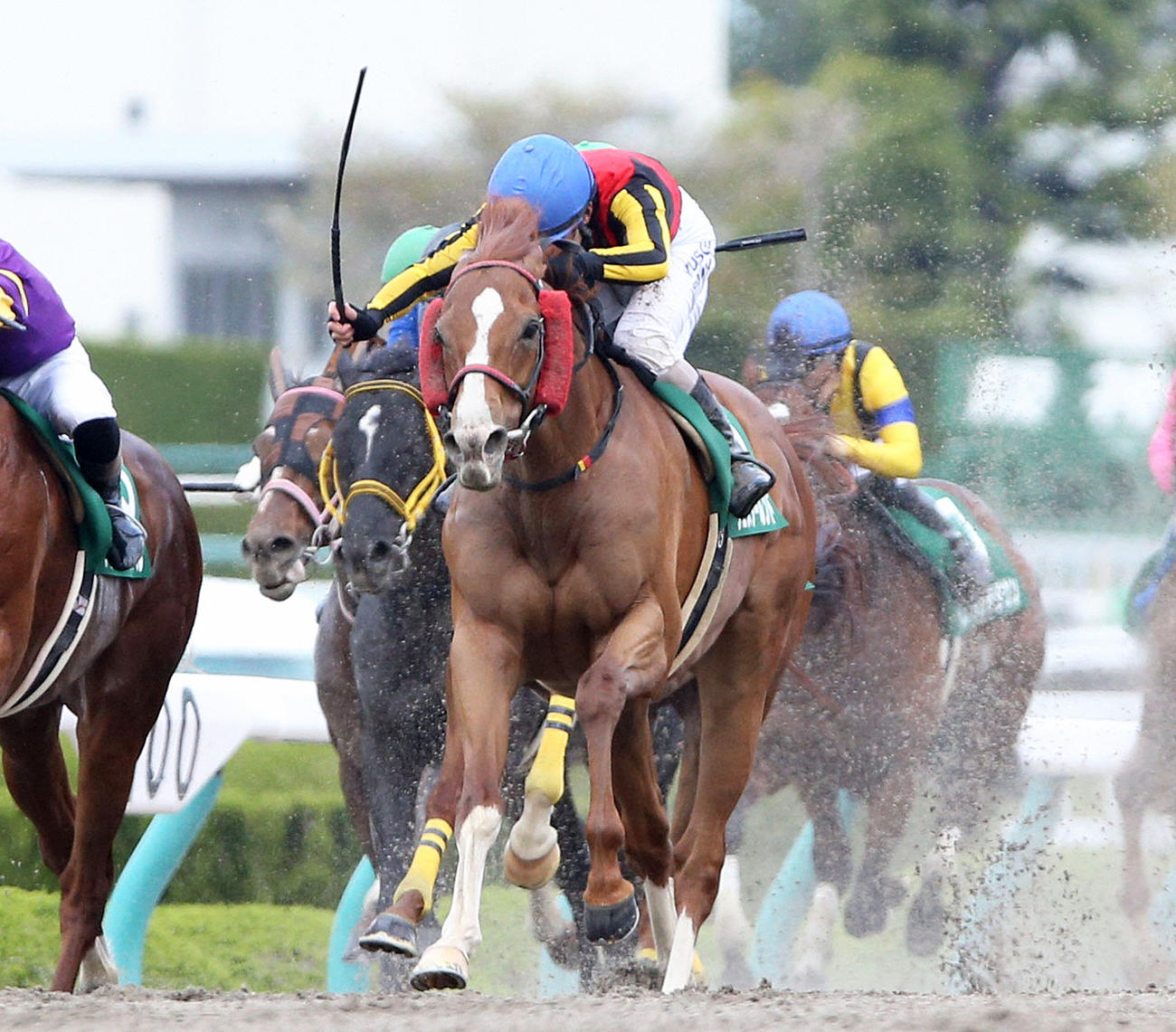 20年のアンタレスSを制したウェスタールンド（2020年4月19日撮影）