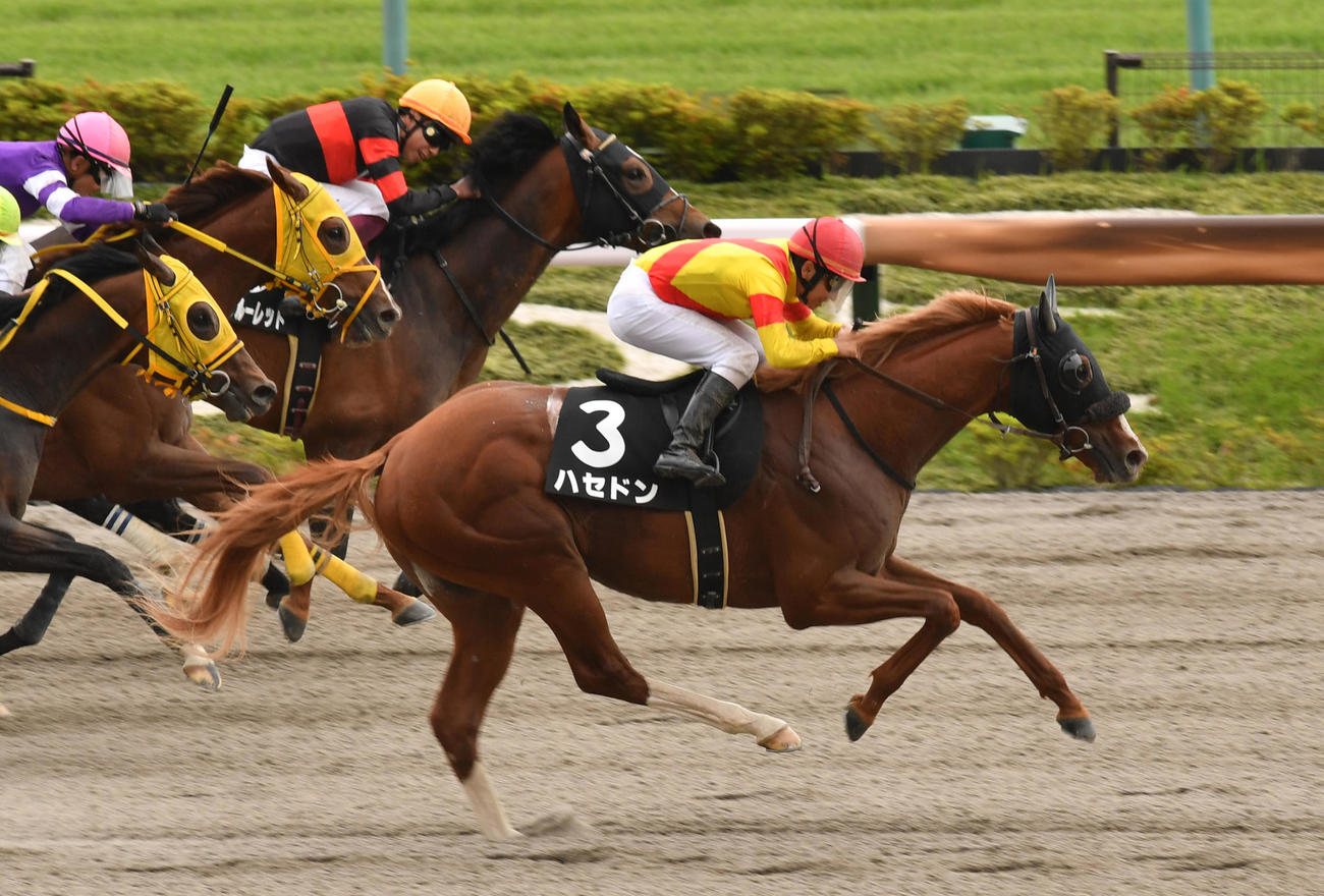 青竜Sを制したハセドン（右）と横山典騎手（撮影・柴田隆二）