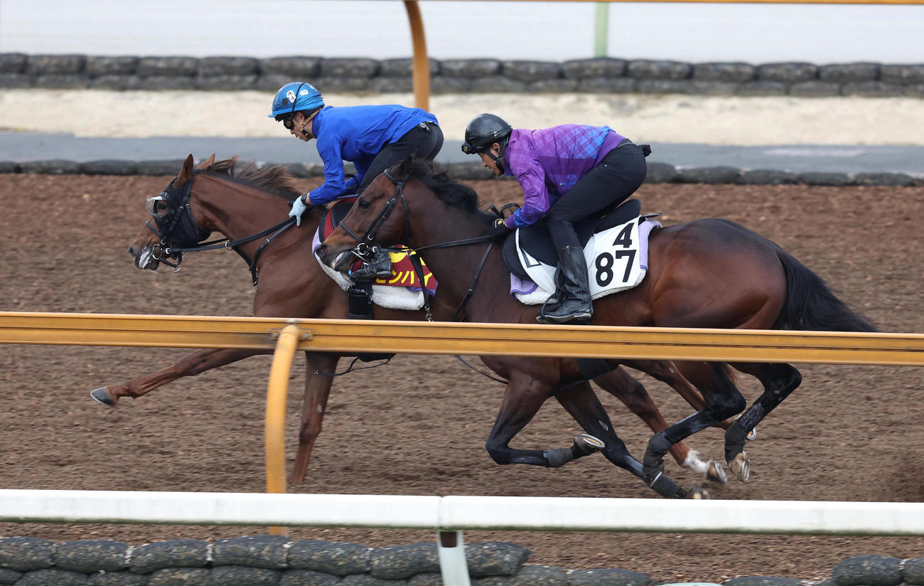併せ馬で追い切るピンハイ（左）（2022年5月12日撮影）