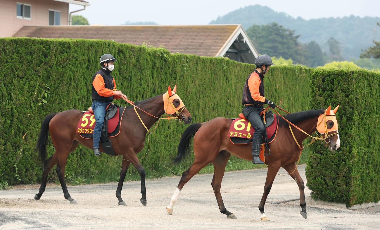 厩舎周りで運動するナミュール（右）とスタニングローズ（撮影・白石智彦）