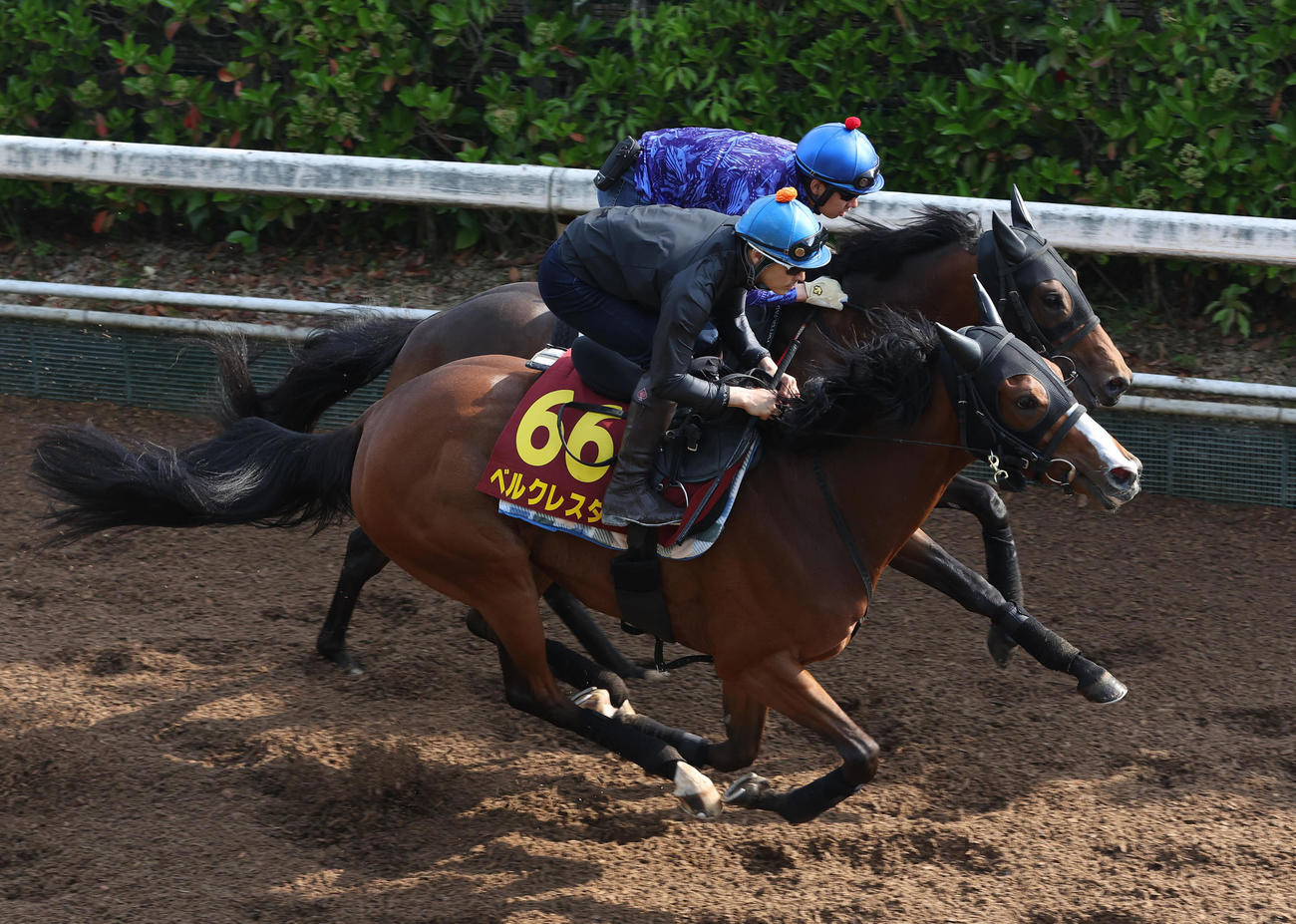 吉田隼騎手を背に坂路を併せ馬で追い切るベルクレスタ（手前）（撮影・白石智彦）