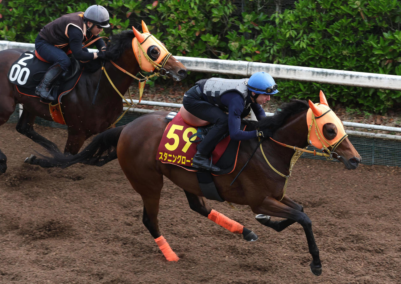 レーン騎手を背に併せ馬で追い切るスタニングローズ（右）（撮影・白石智彦）