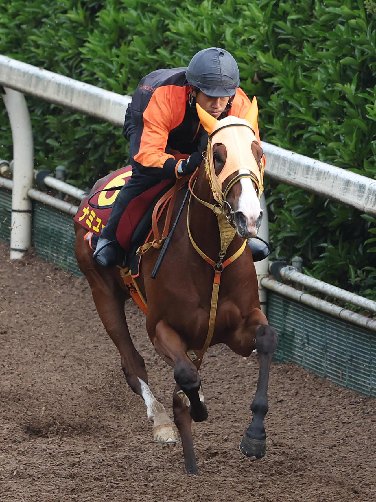 坂路を単走で追い切るナミュール（撮影・白石智彦）