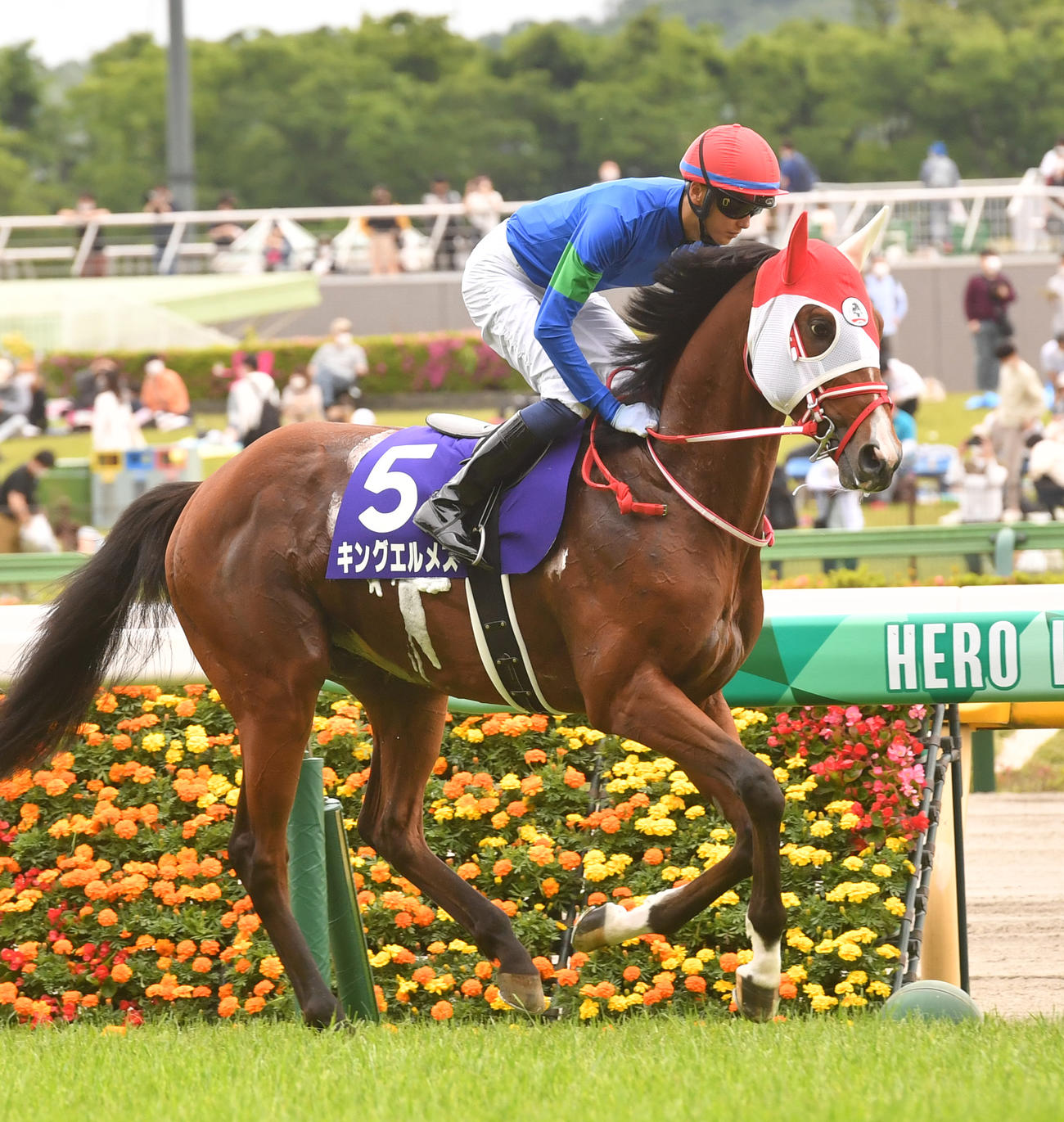 キングエルメス（2022年5月8日撮影）