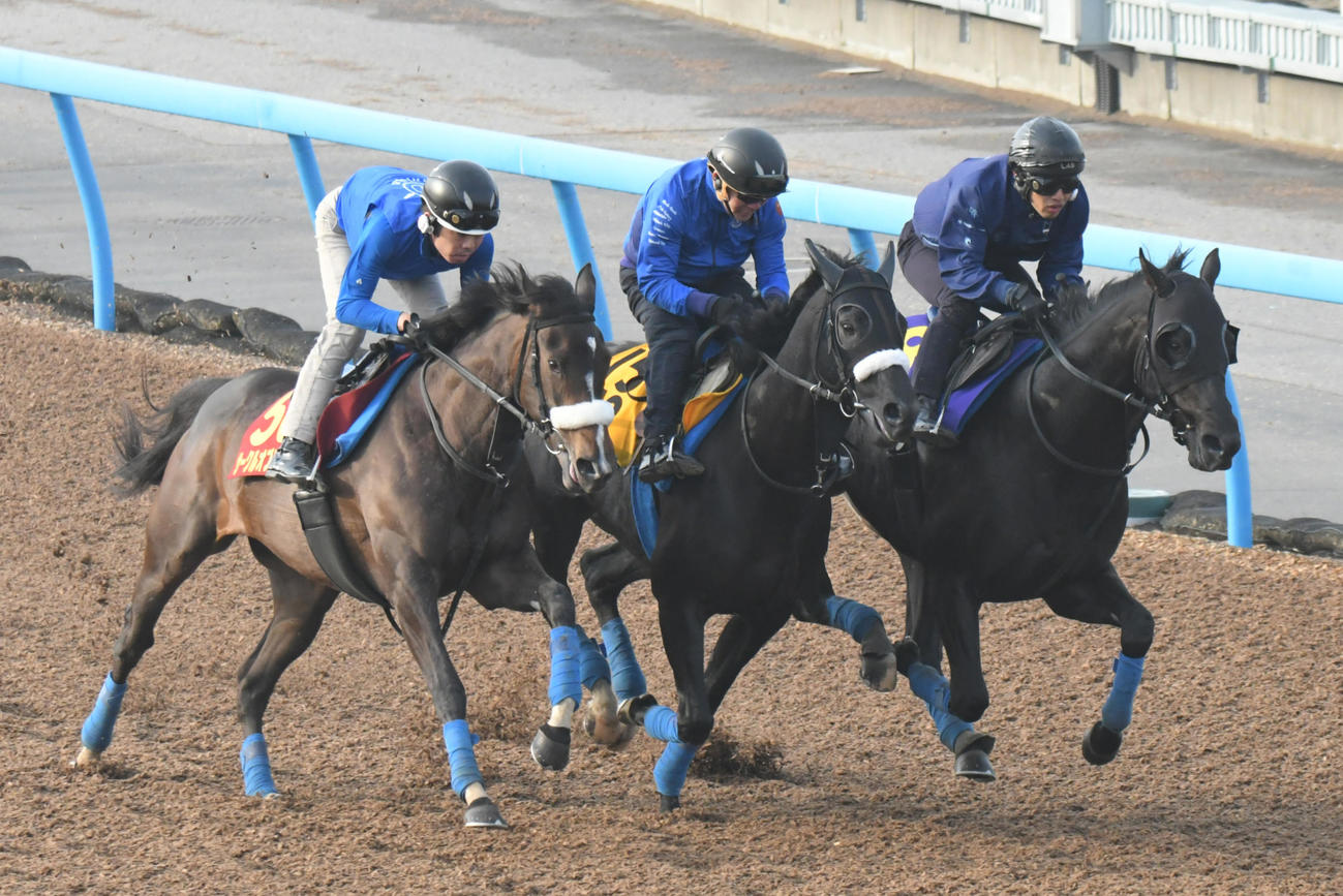 サークルオブライフ（左）は、ブルメンダール（中央）、コマンドラインの3頭併せで追い切られた