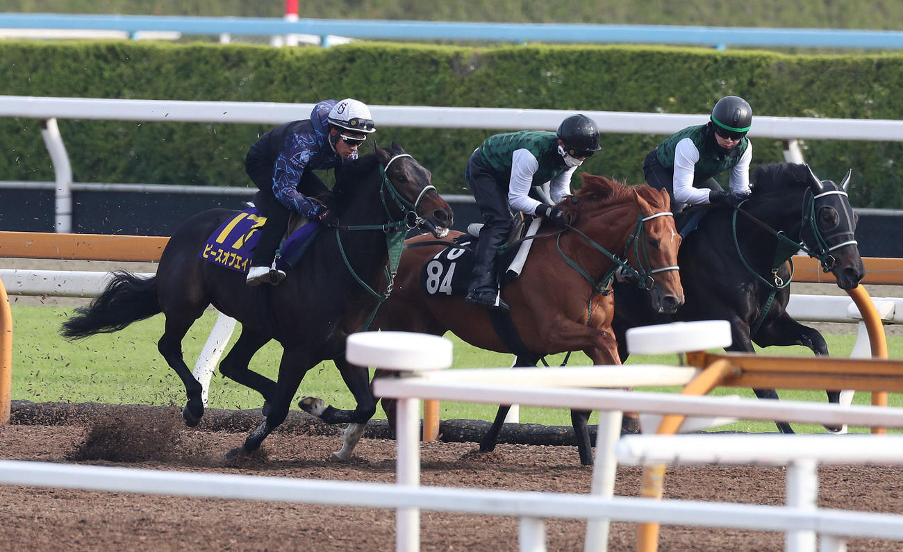 藤岡佑騎手を背にCウッドを3頭併せで追い切るピースオブエイト（左）（撮影・白石智彦）