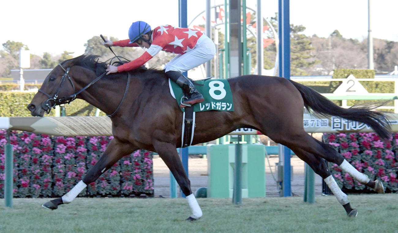 日刊スポーツ賞中山金杯を制したレッドガラン（2022年1月5日撮影）