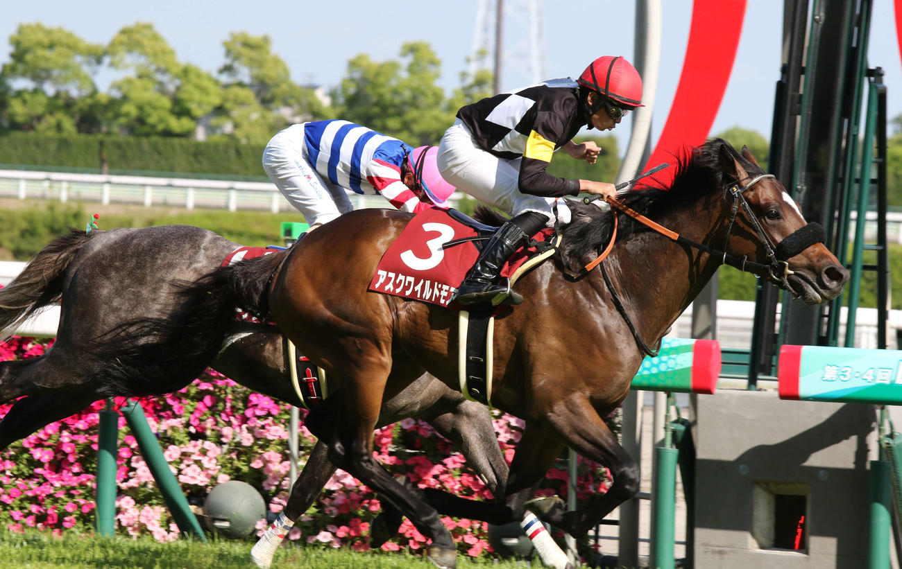 京都新聞杯を制したアスクワイルドモア（手前）（2022年5月7日撮影）