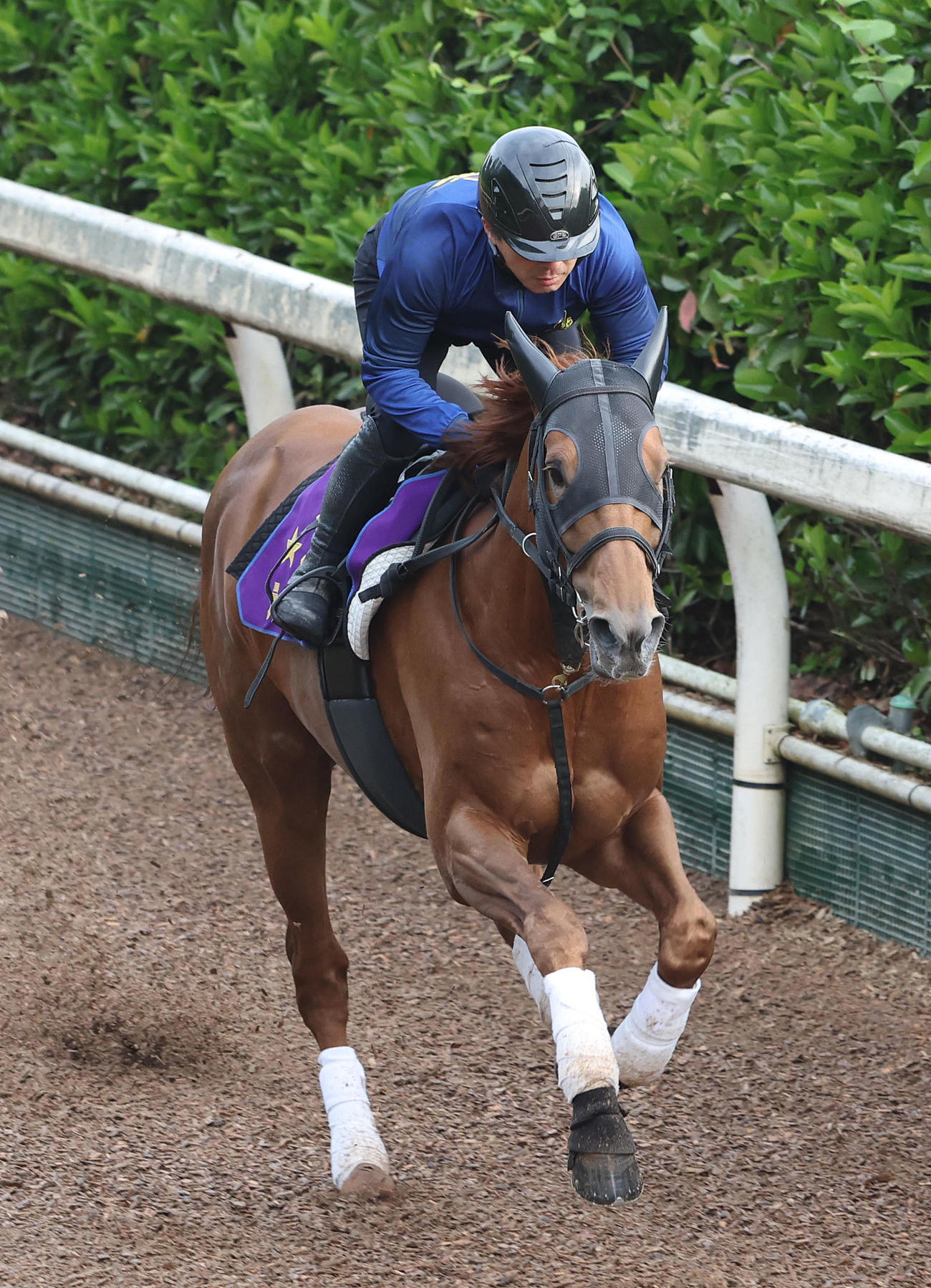 坂路を単走で追い切るテーオーケインズ（撮影・白石智彦）