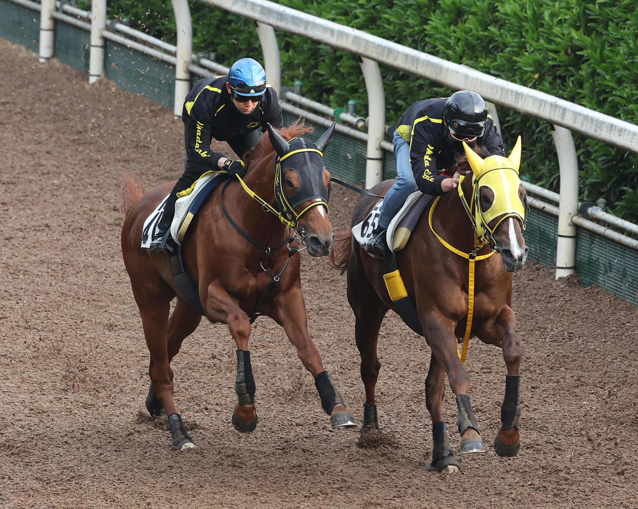 坂路をテーオーダヴィンチ（左）と併せ馬で追い切るメイショウハリオ（撮影・白石智彦）