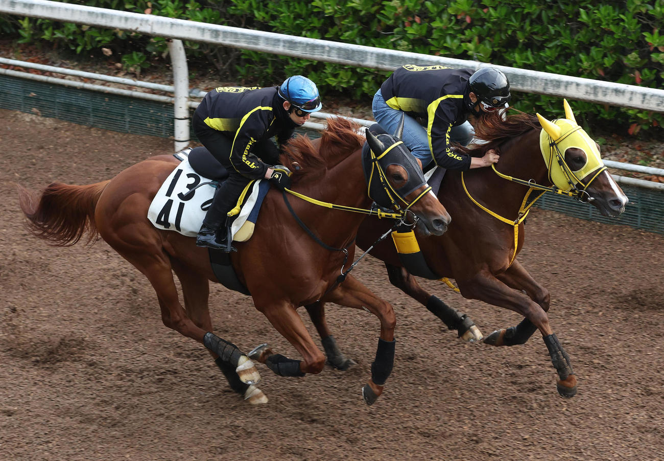 坂路をテーオーダヴィンチ（左）と併せ馬で追い切るメイショウハリオ（撮影・白石智彦）