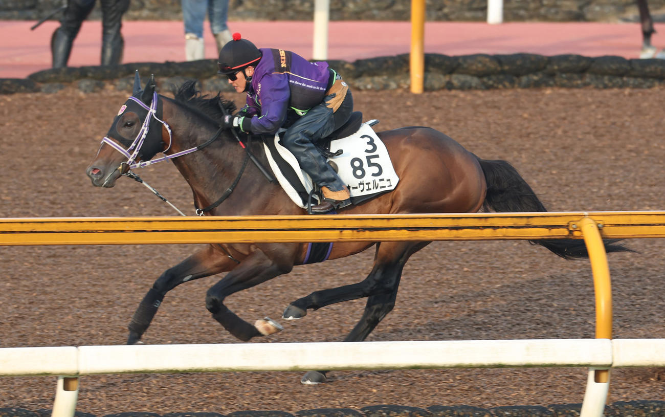 Cウッドコースで追い切るオーヴェルニュ