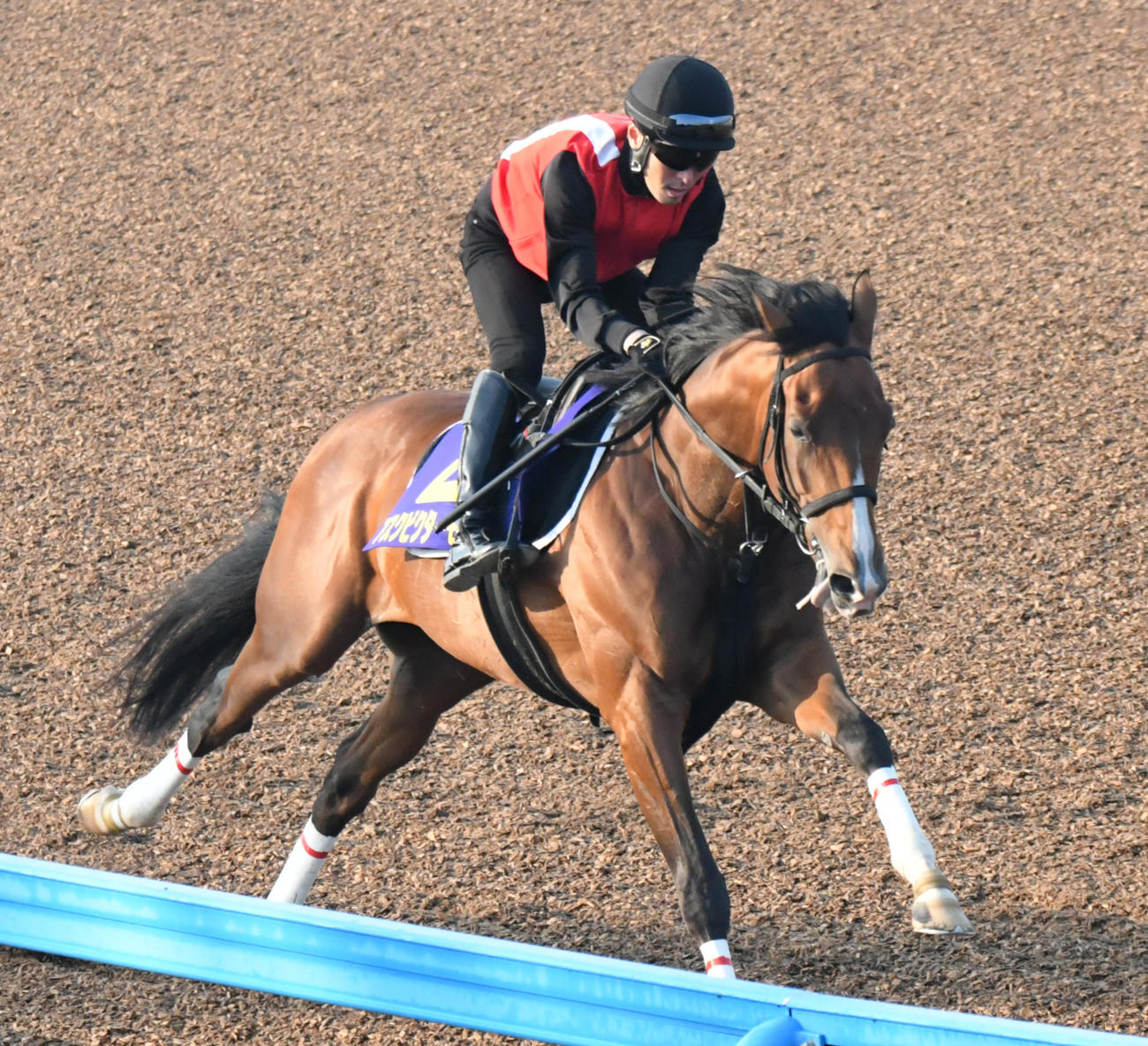 アスクビクターモアは、軽快なフットワークで追い切られた（撮影・酒井清司）