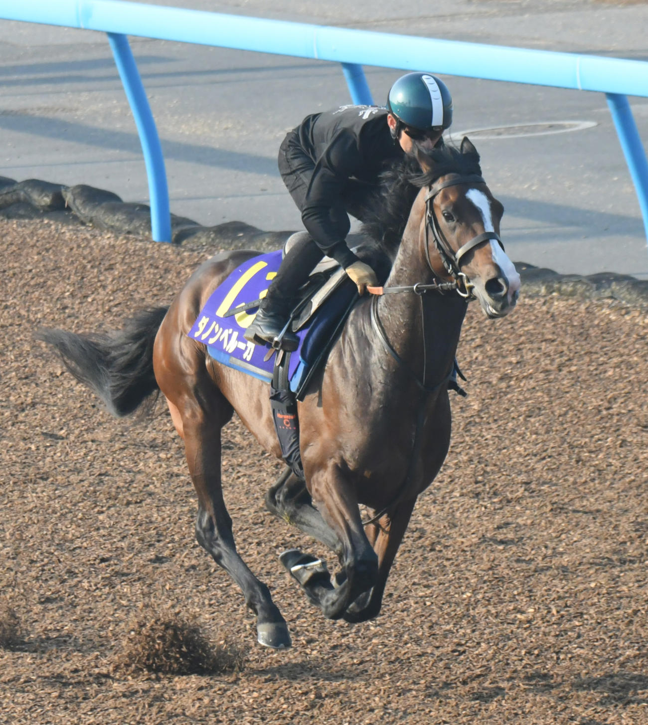 ダービーに向けて、ダノンベルーガは川田騎手を背に力強いフットワークで追い切られた（撮影・酒井清司）