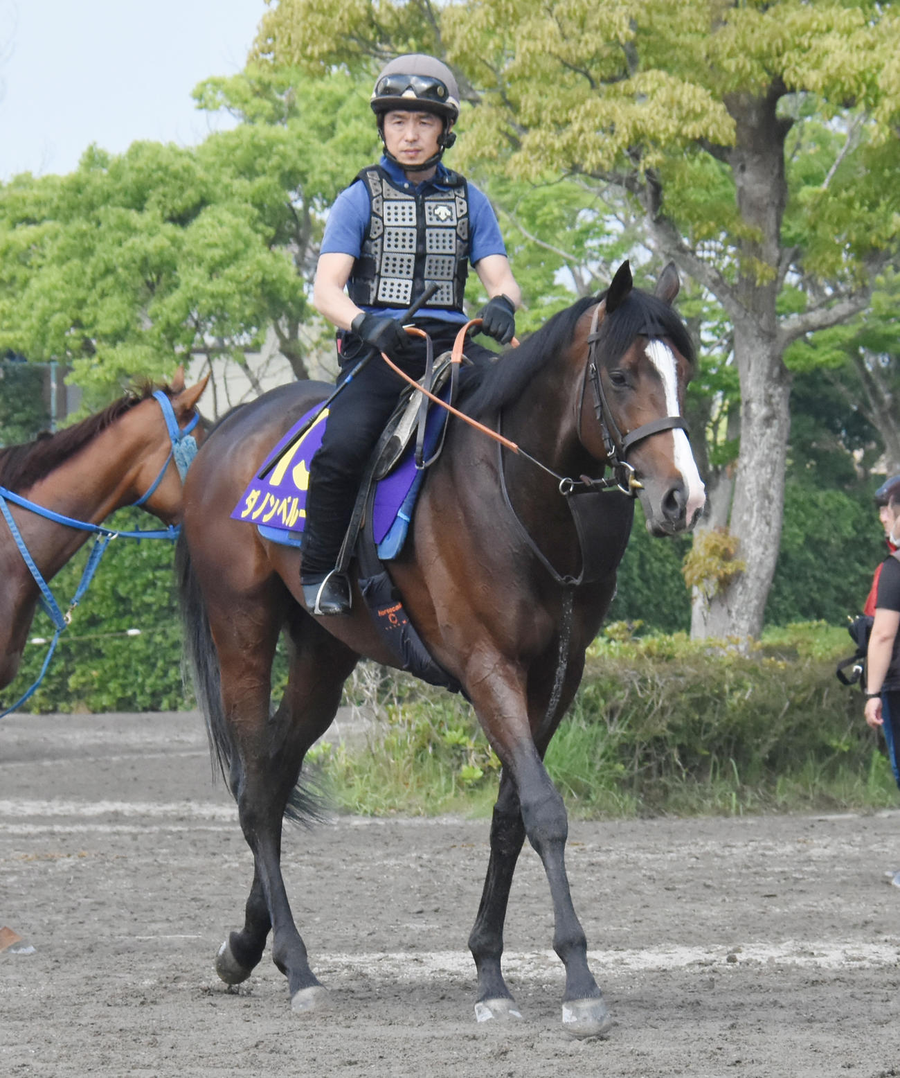 乗り運動するダノンベルーガ