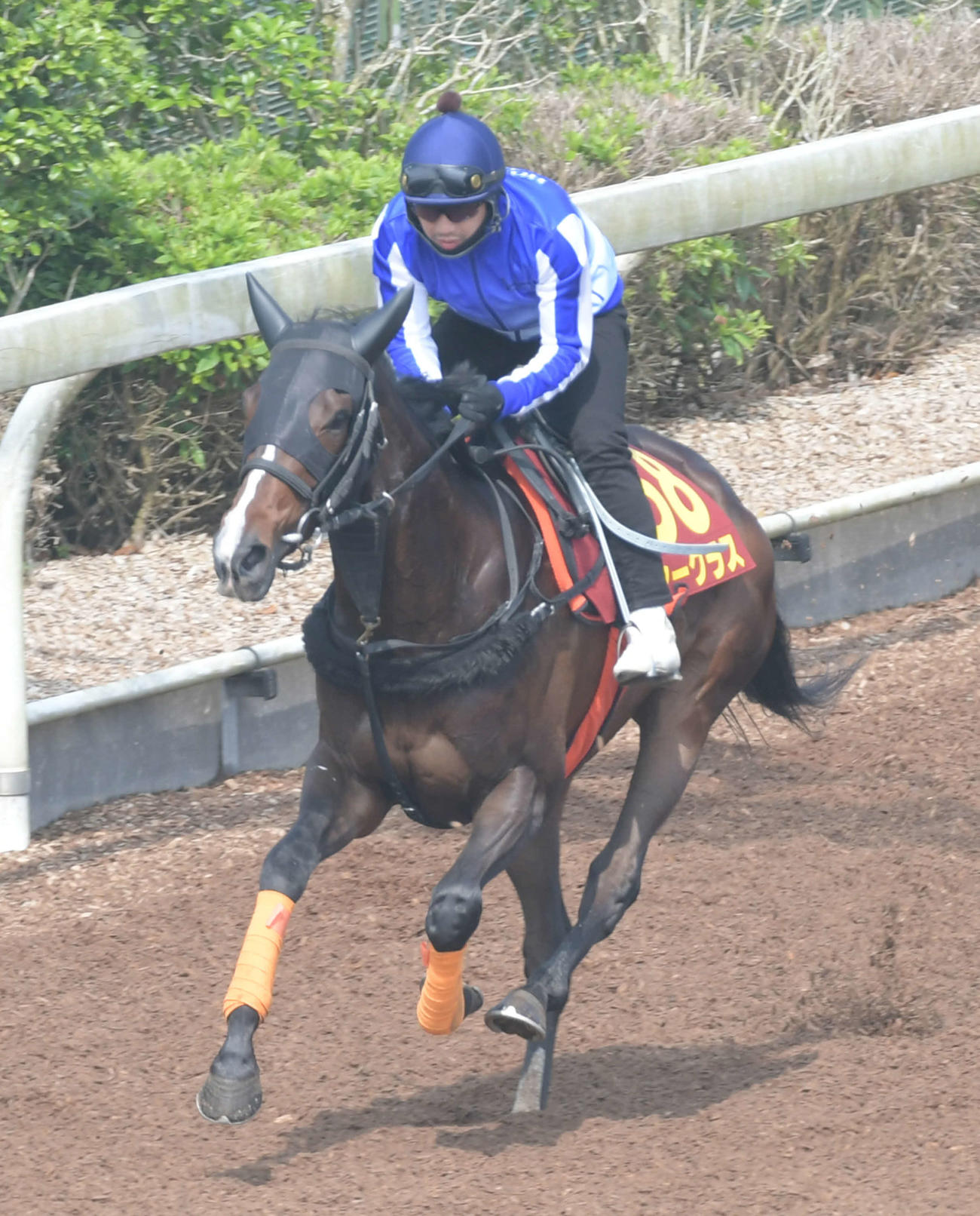 18日、松岡騎手を背に、坂路コースを駆け上がるシーグラス（撮影・酒井清司）