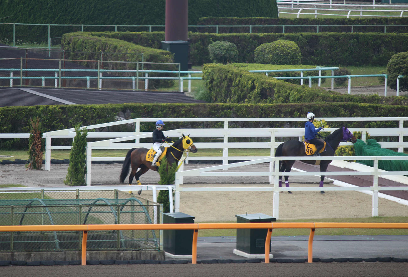 美浦トレセンの障害競走の調教風景（撮影・木南友輔）
