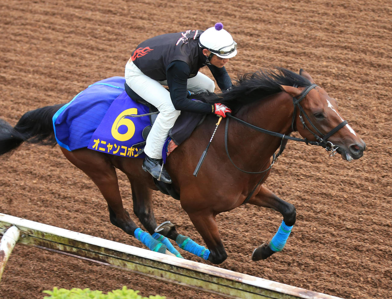坂路で追い切るオニャンコポン（撮影・柴田隆二）