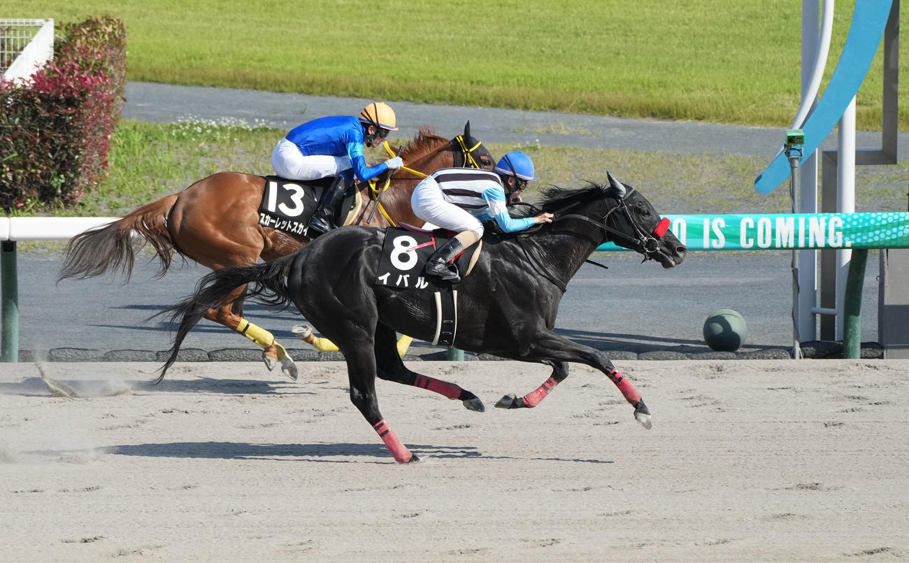 大垣ステークスを制したイバル（撮影・森本幸一）