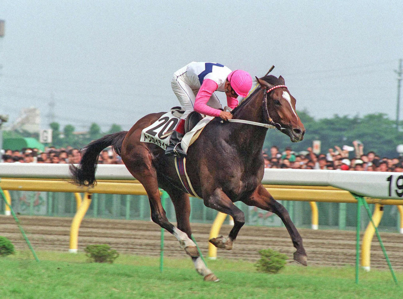 トウカイテイオー（1991年5月26日撮影）