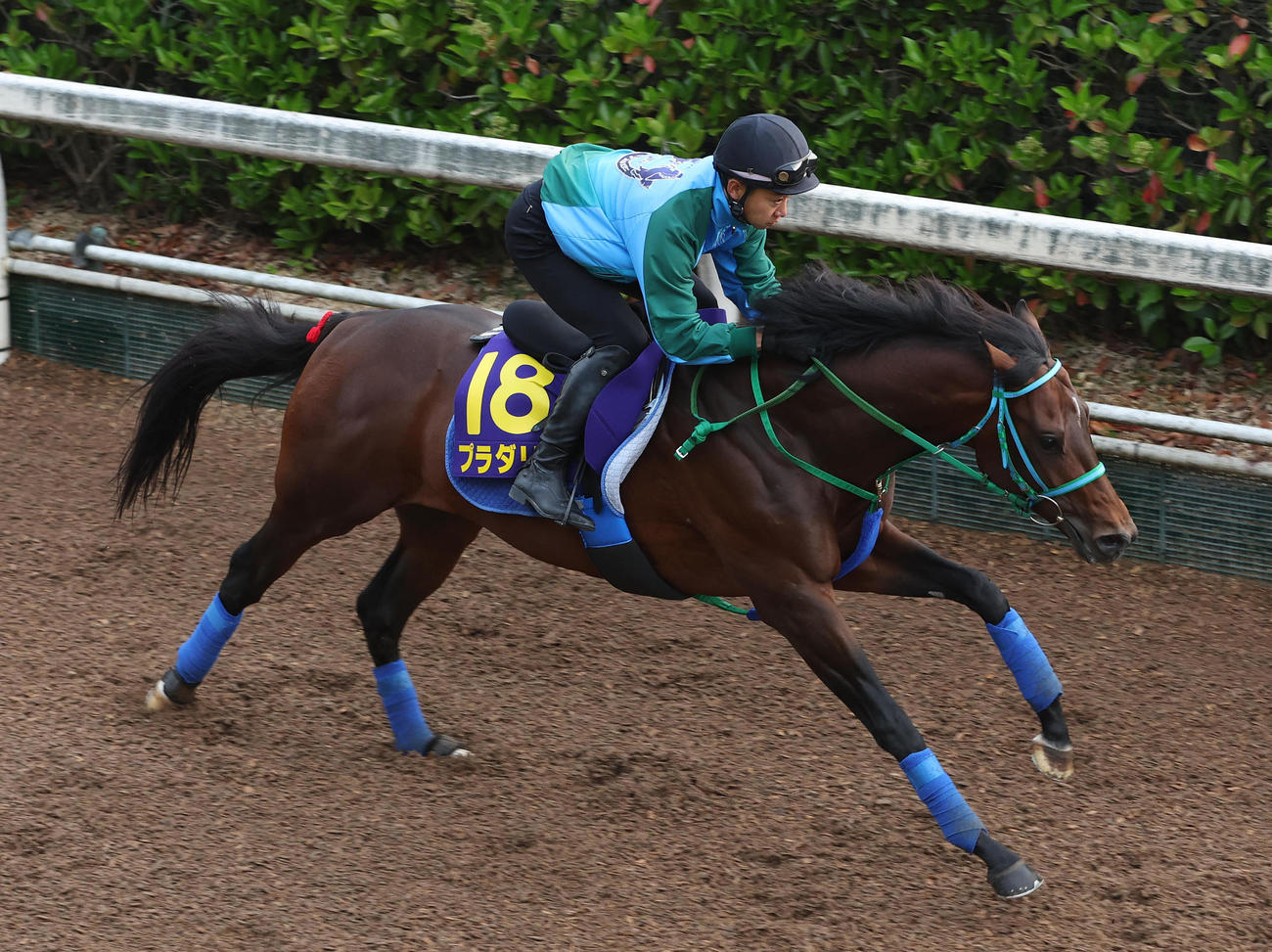 坂路を単走で追い切るプラダリア（2022年5月18日撮影）