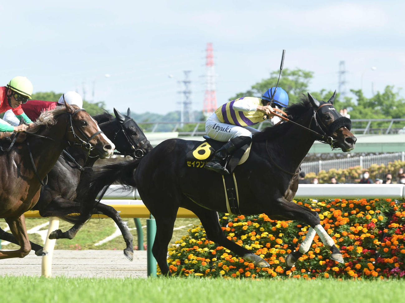 プリンシパルSを制したセイウンハーデス（2022年5月7日撮影）