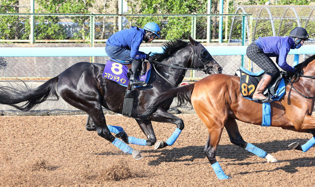 コマンドライン（左）は戸崎騎手を背に、先行する僚馬を追い上げた（撮影・丹羽敏通）