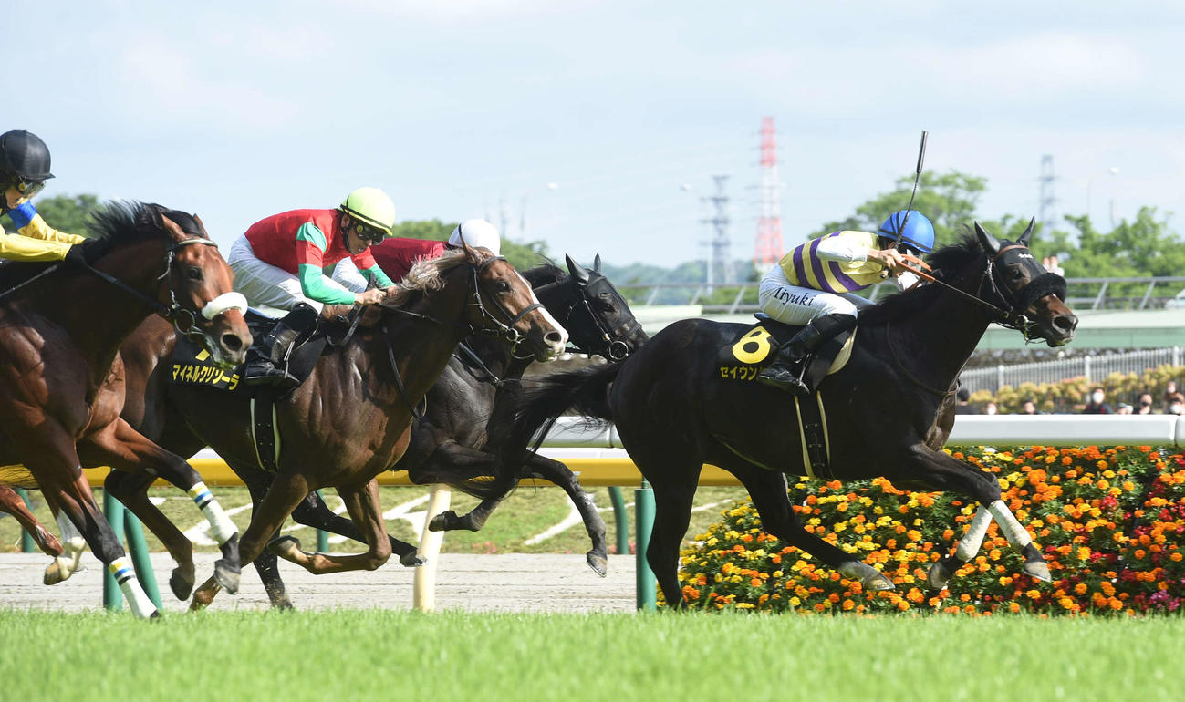 7日、プリンシパルSで1着のセイウンハーデス（右）