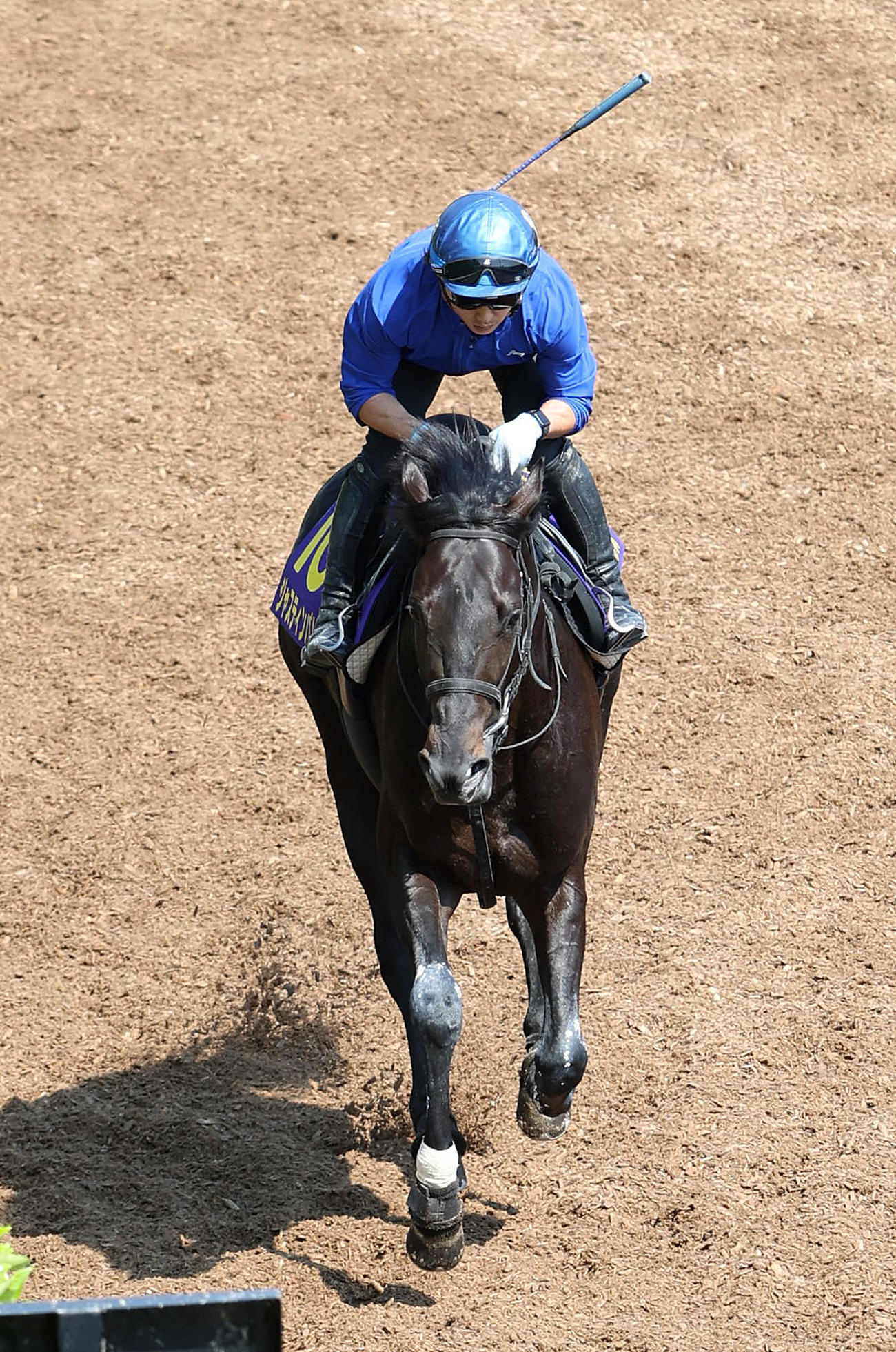 高倉騎手を背に坂路でキャンター調整するジャスティンパレス（撮影・白石智彦）