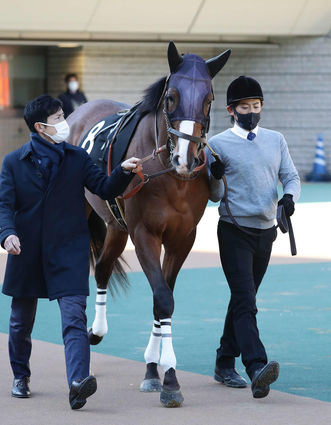 バジオウ（1月31日撮影）
