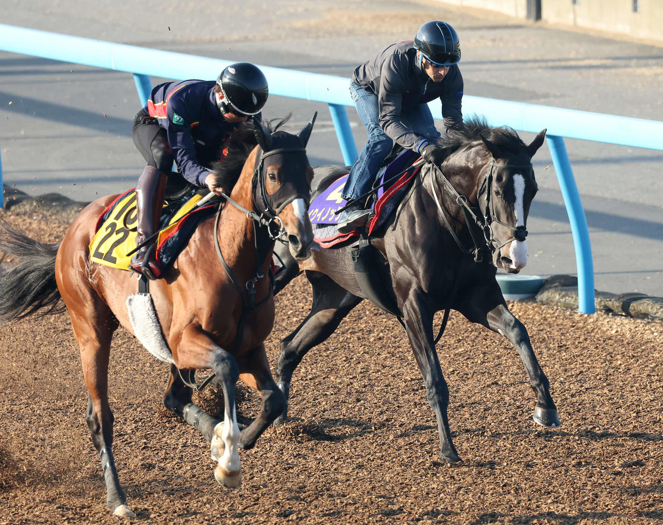 ルメール騎手を背に美浦ウッドを併せ馬で追い切られたイクイノックス（右）（撮影・丹羽敏通）