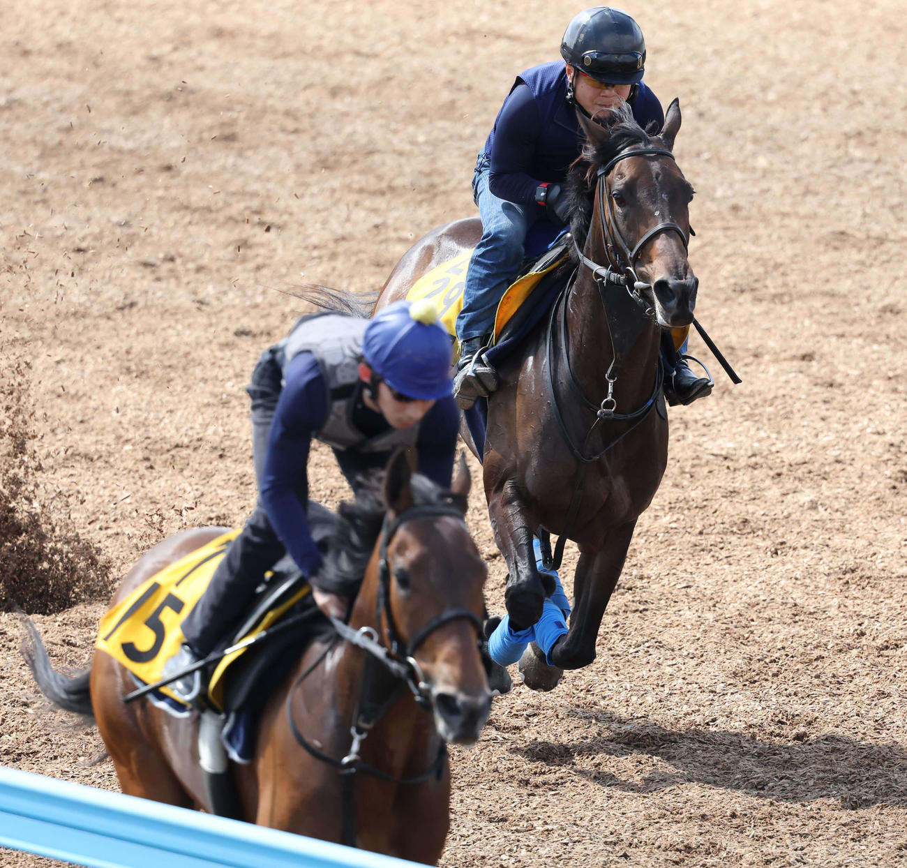 ウインキートス（後方）は美浦ウッドを併せ馬で追い切られた（撮影・丹羽敏通）
