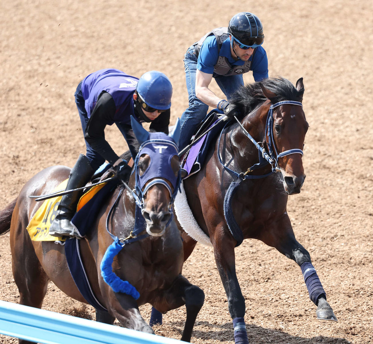 シュネルマイスター（右）は、ルメール騎手を背に美浦ウッドでアサマノイタズラと併せて追い切られた