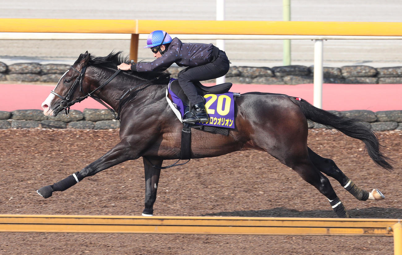 横山典騎手を背にCウッドを単走で追い切るマテンロウオリオン（撮影・白石智彦）