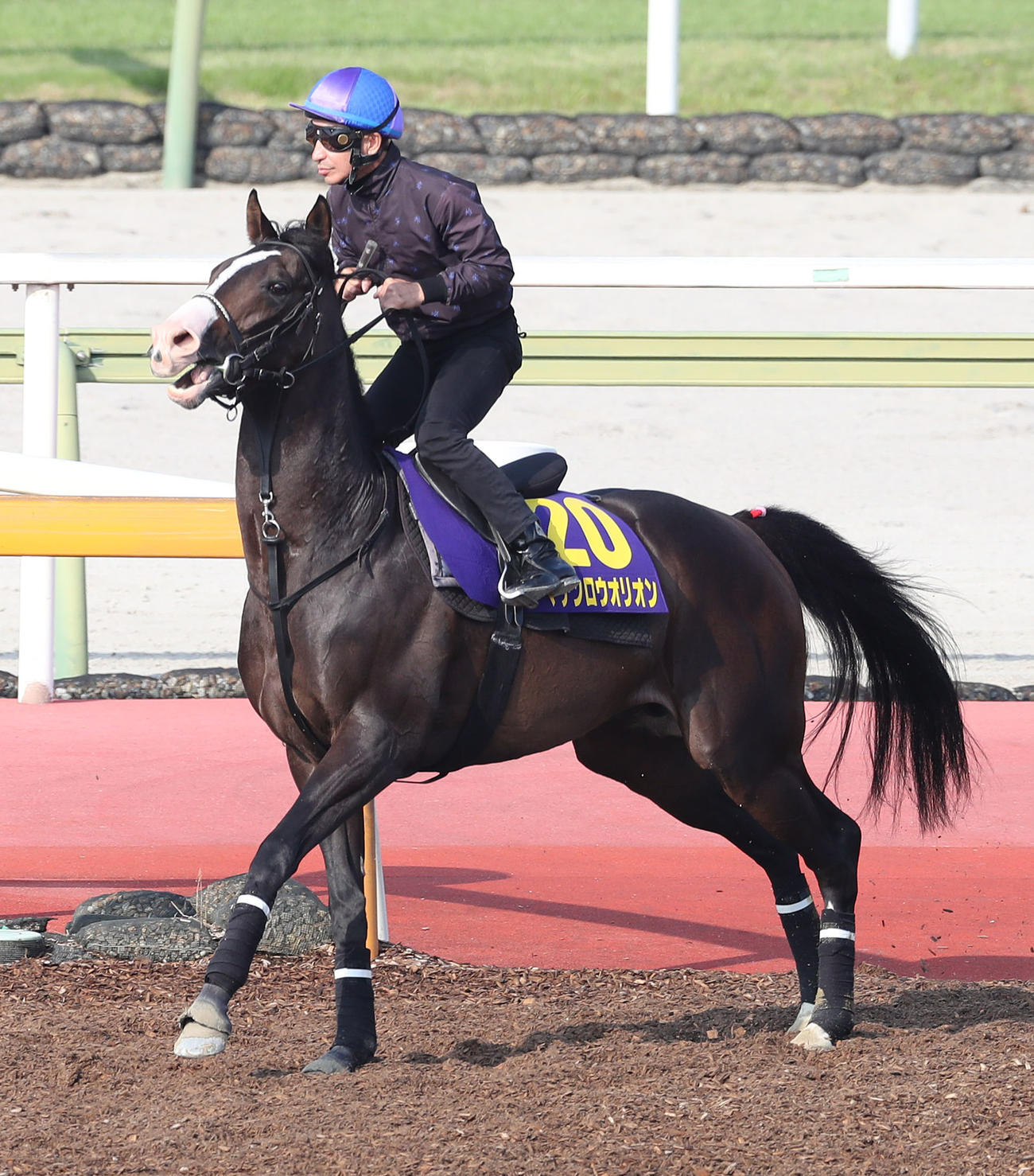 横山典騎手を背に馬場入りするマテンロウオリオン（撮影・白石智彦）