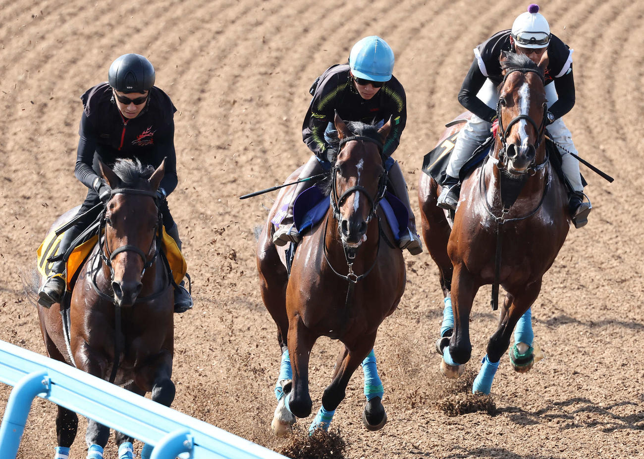 オニャンコポン（中央）は菅原明騎手を背に美浦ウッドを3頭併せで追い切られた（撮影・丹羽敏通）