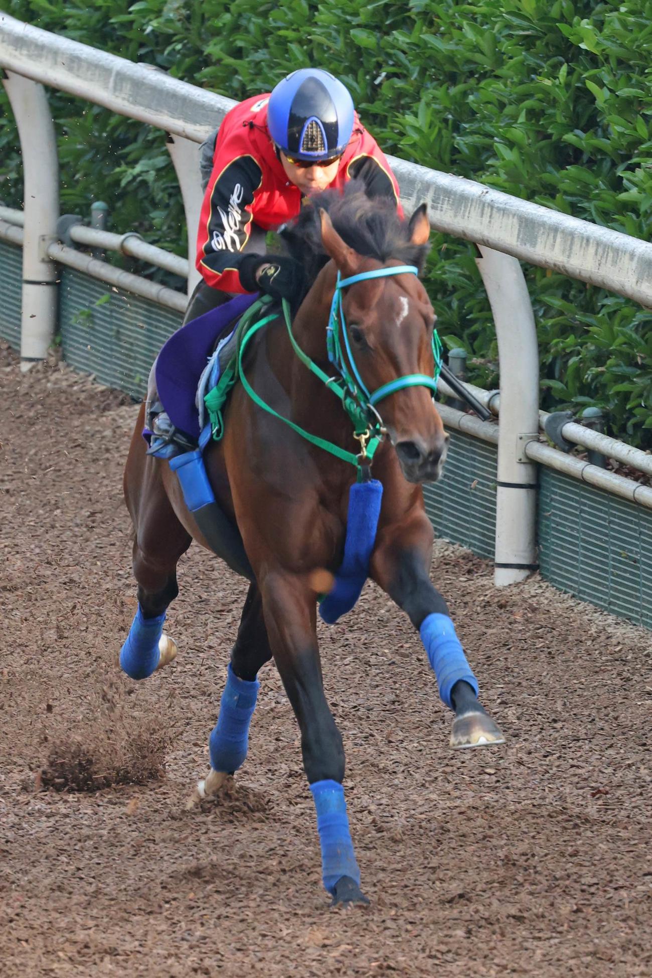 池添騎手が騎乗し、坂路で追い切られたプラダリア