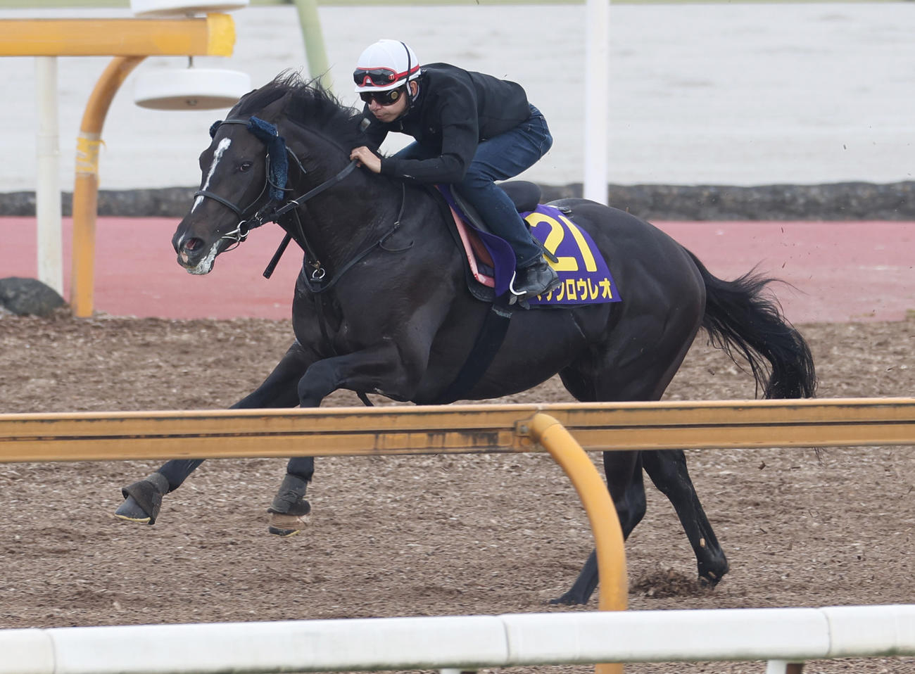 Cウッドで追い切るマテンロウレオ