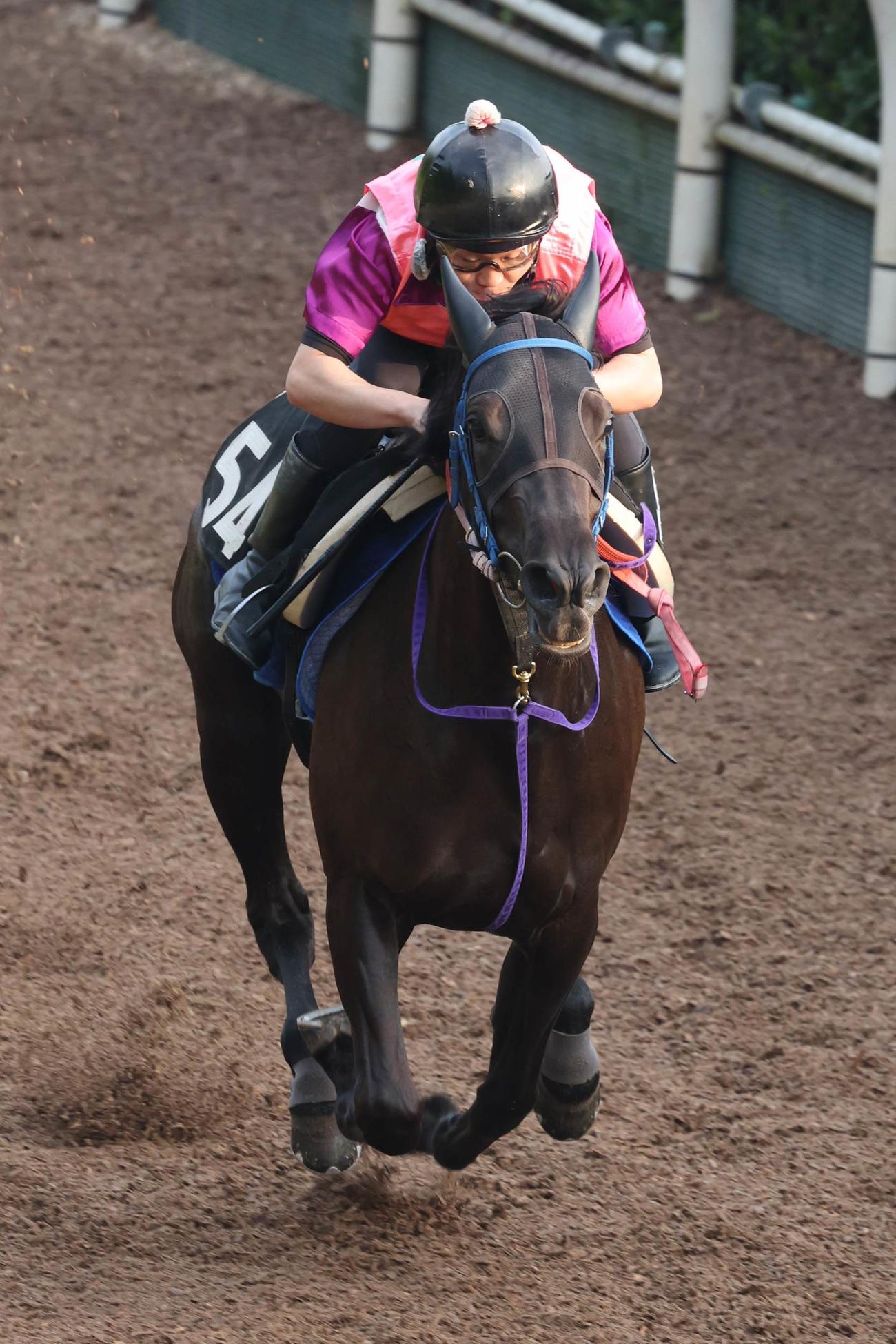 坂路を切れのあるフットワークで駆け上がるアネゴハダ