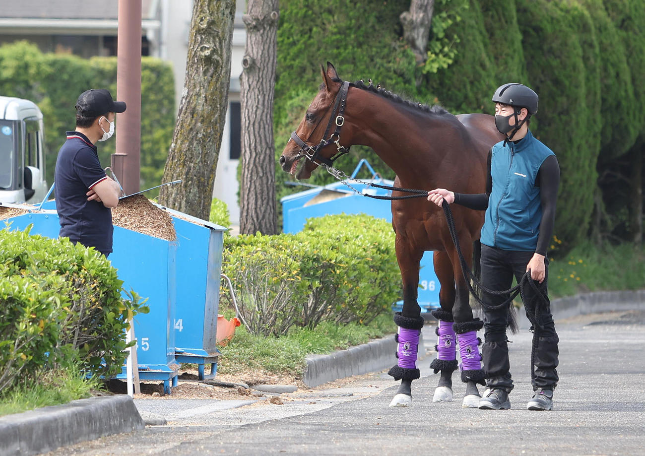 厩舎周りで運動するドウデュースの様子を確認する友道師（左）（撮影・白石智彦）