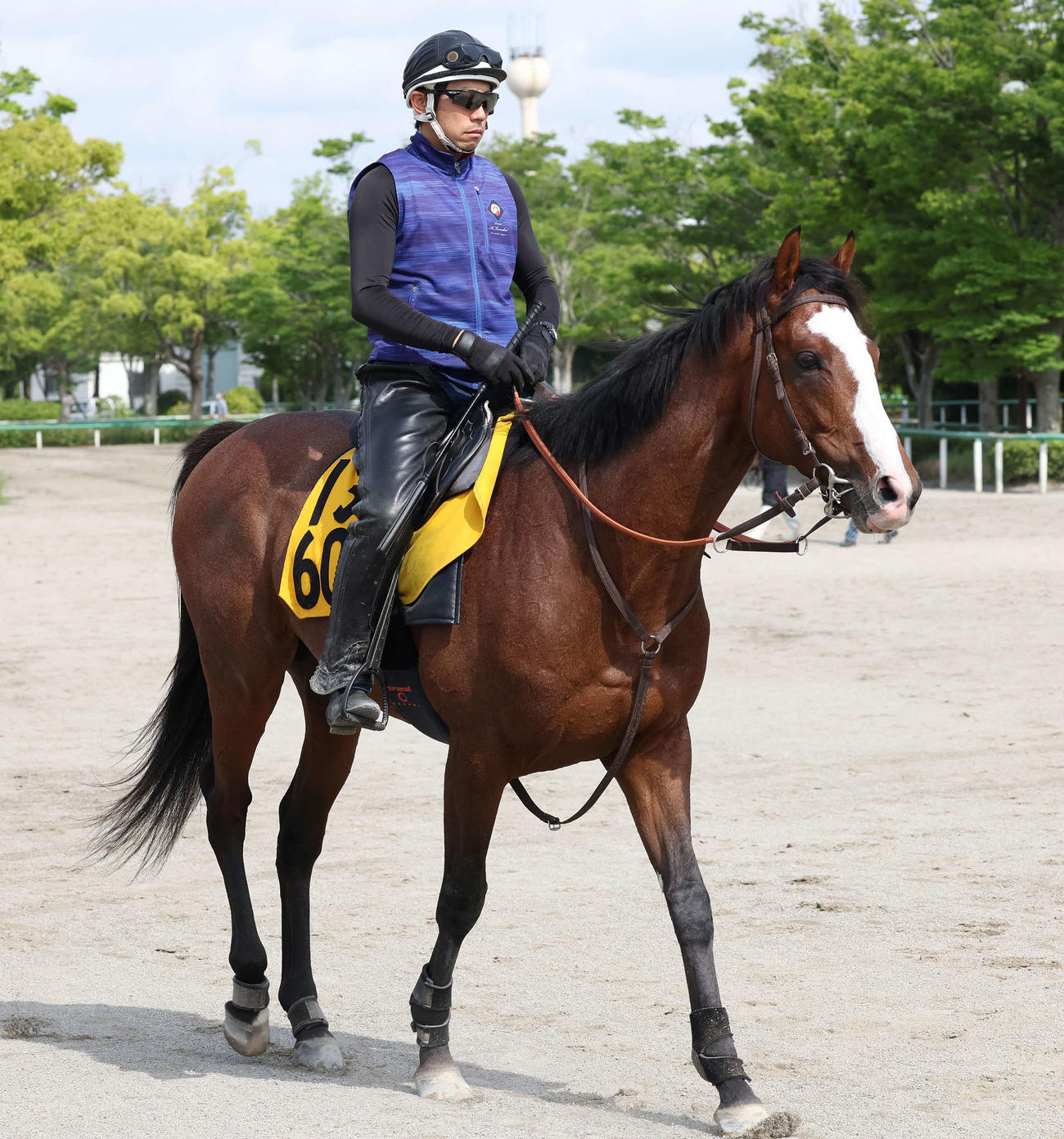調教を終えて馬場を出るバジオウ（撮影・丹羽敏通）