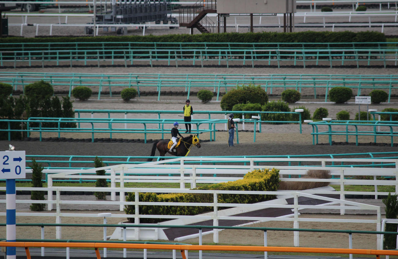 水曜朝、五十嵐騎手を背に調整するニシノデイジー（撮影・木南友輔）